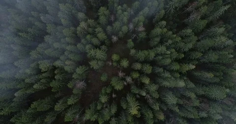 Fog over forest Stock Footage 104237299