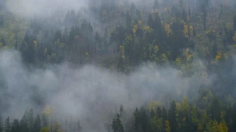 Fog over forest Stockbeeldmateriaal 127908347