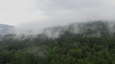 Fog Over the Forest in The Morning Stock Footage 70617124