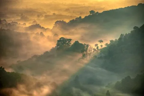 Fog over the forest Stock Photos