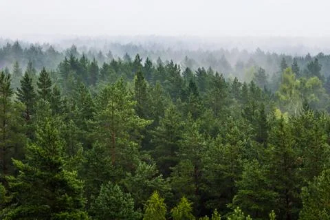 Fog over the forest Stock Photos