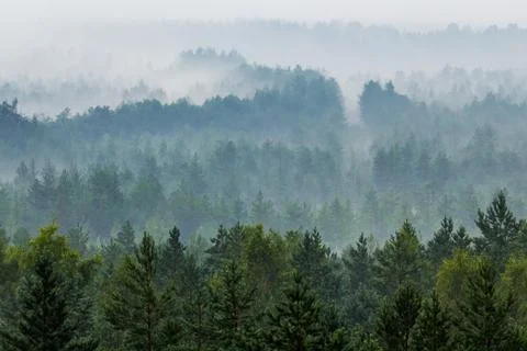 Fog over the forest Stock Photos