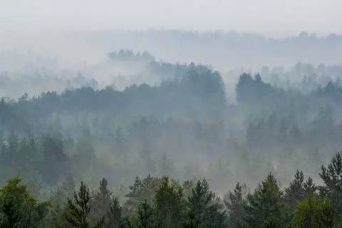 Fog over the forest Stock Photos