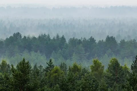 Fog over the forest Stock Photos