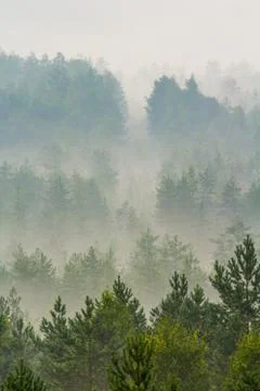 Fog over the forest Stock Photos