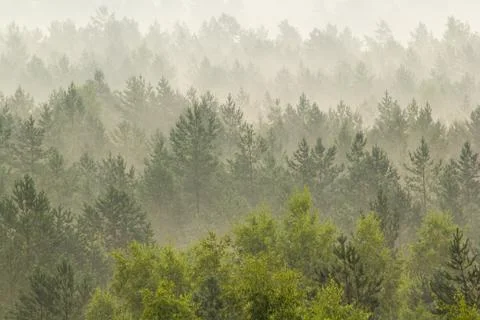 Fog over the forest Stock Photos