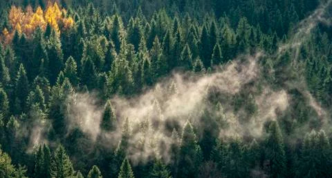 Fog over the forest 스톡 사진