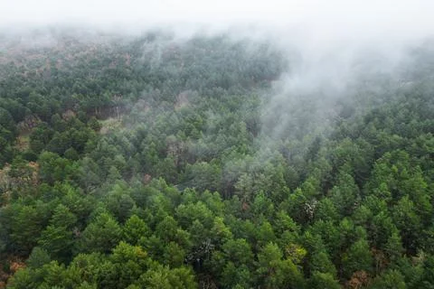 Fog over forest Stock Photos