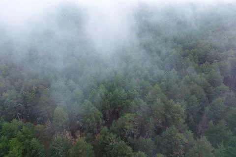 Fog over forest Stock Photos