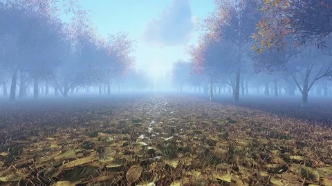 Fog over the forrest,autumn scene Stock Footage 70596118