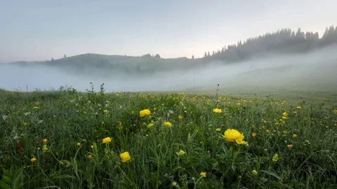 Fog over the meadow Stock Footage 129592586