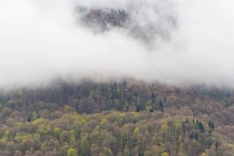 Fog over mountain forest Foto stock