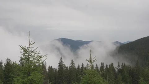Fog over the pine forest, Clouds moving below the mountains, Beautiful scene Stock Footage 250598040