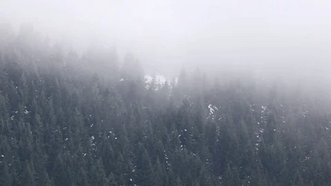 Fog over pine forest. Stock Footage 73153248