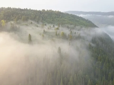 Fog over the pine forest Stock Footage 78438053