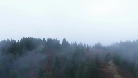 Fog Over Pine Forest Hills Stock Footage 317464245