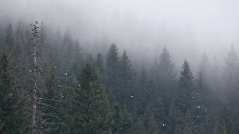 Fog over pine forest. Horizontal panning. Stock Footage 73182964