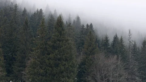 Fog over pine forest. Horizontal panning. Stock Footage 73183017