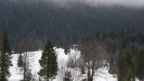 Fog over pine forest. Vertical panning. Stock Footage 73153251