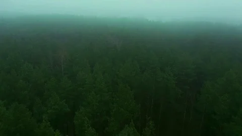 Fog over pine forest. Video from drone. Aerial view of misty nature from above. Stock Footage 123503842