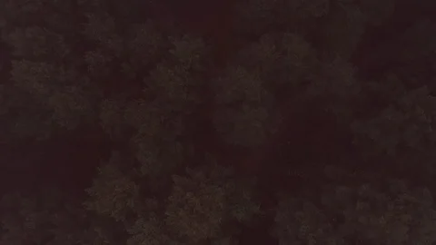 Fog over pine forest. Video from drone. Aerial view of misty nature Stock Footage 125126442