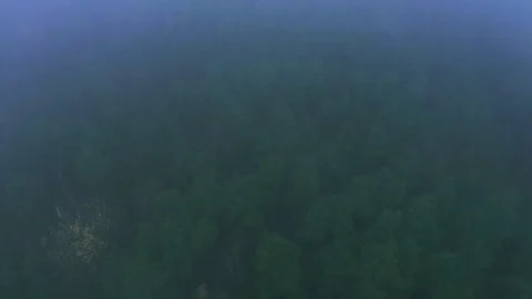 Fog over pine forest. Video from drone. Stock Footage 125126655