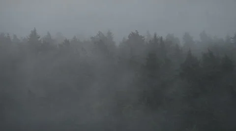 Fog over the pine trees Stock Footage 60665265
