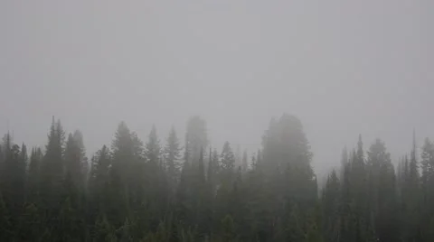 Fog Over Pine Trees Time Lapse Stock Footage 63801361