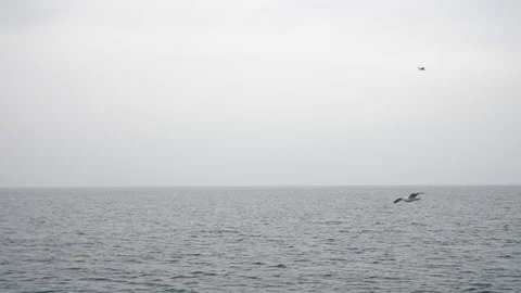 Fog over the quiet sea surface Stock Footage 100193908