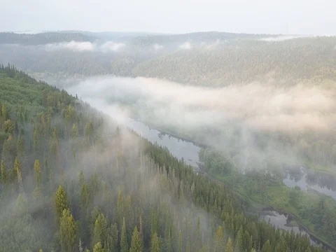 Fog over the river and pine forest aerial Stock Footage 78496279