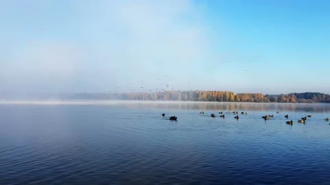 Fog over the river. Ducks are swimming. Seagulls fly Stock Footage 163284522