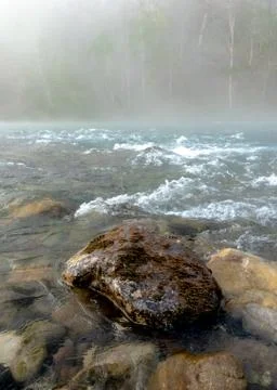 Fog over river in a forest in spring Fotos de archivo