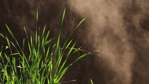 Fog over river with swamp grass Vídeo Stock 309196771