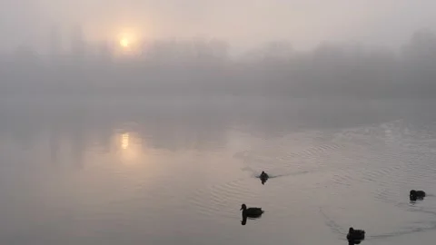 Fog over the river wild ducks at sunset in november Stock Footage 165280841