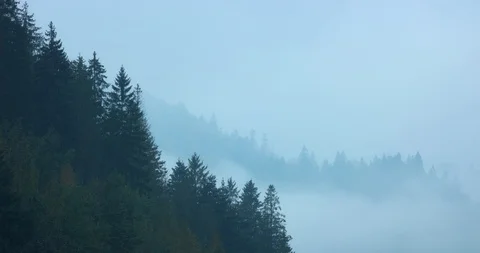 Fog over Temperate Rainforest of the Carpathian Mountains Video stock 97363150