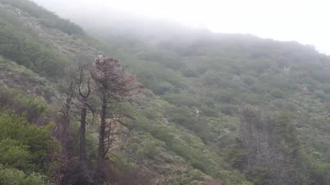 Fog over trees in Big Sur along Highway 1 Stockbeeldmateriaal 153948878