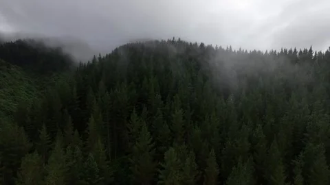 Fog over trees Video stock 241764665