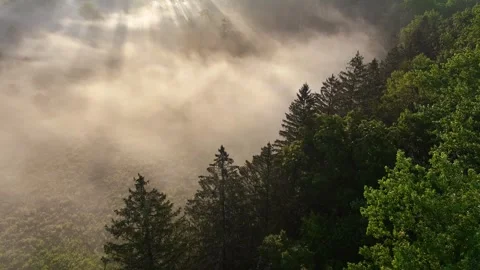 Fog over the Valley with Pine Trees Stock Footage 247920874