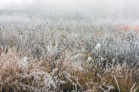 Fog over the winter field with a weeded weed Stock Photos