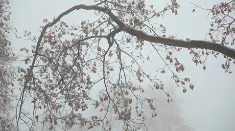 Fog in the park Stock Footage 45935562