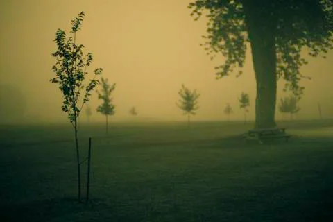 Fog in  park Stock Photos