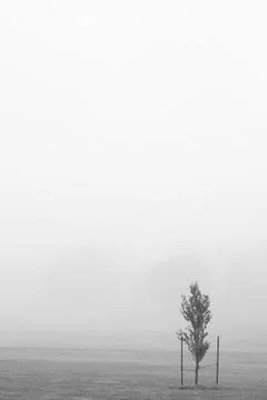 Fog in  park Stock Photos