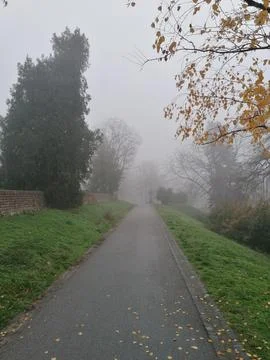 Fog in the park Stock Photos