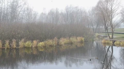 Fog in the park on the pond Stock Footage 164898049