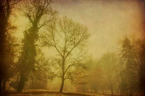 The fog in the park in winter after the first snow on grungy background Stock Photos