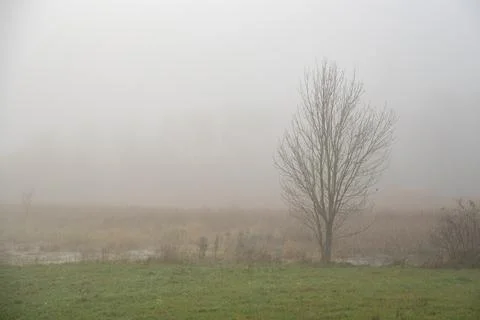 Fog partially obscures a large leafless tree growing on a riverside Stock-Fotos
