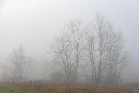 Fog partially obscures a large leafless tree growing on a riverside Stock-Fotos