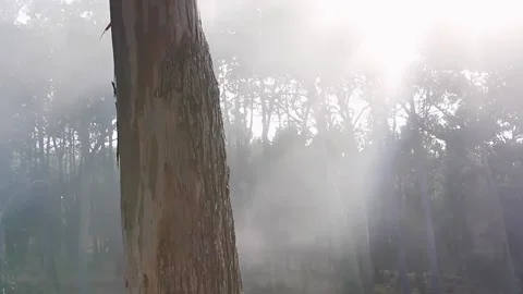 THE FOG THAT PASSES BEHIND THE TREE Stock Footage 94258817