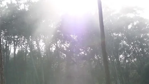THE FOG THAT PASSES IN FRONT OF THE TREES Stock Footage 94258820