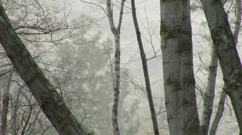 Fog Passing thru Woods Full Zoom- Angeles National Forest 動画素材 109815